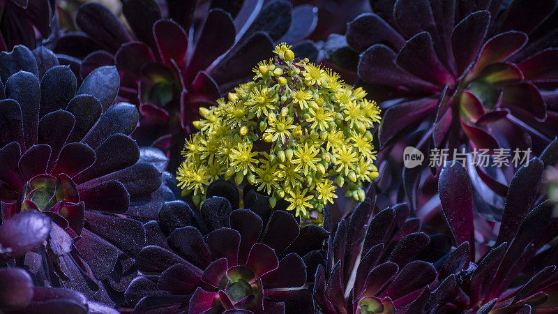 “zwartkopp”Aeonium arboreum的花和玫瑰